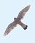 Gheppio (Falco tinnunculus) © Horand Maier
