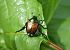 Popillia japonica © Ettore Guarnaroli