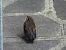 Merlo (Turdus merula) © Massimino Luigi Brigo