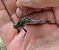 Orthetrum cancellatum © Franco Roscelli