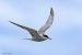 Sterna comune (Sterna hirundo) © Stefano Fantini