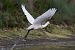 Spatola (Platalea leucorodia) © Stefano Fantini