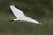 Garzetta (Egretta garzetta) © Stefano Fantini