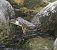 Merlo acquaiolo (Cinclus cinclus) © Marco Esposito