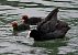 Folaga (Fulica atra) © Marco Esposito