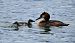 Svasso maggiore (Podiceps cristatus) © Marco Esposito