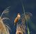 Cannareccione (Acrocephalus arundinaceus) © Marco Esposito