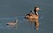 Svasso maggiore (Podiceps cristatus) © Marco Esposito