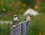 Northern Wheatear (Oenanthe oenanthe) © Marco Esposito