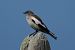 White-winged Snowfinch (Montifringilla nivalis) © Marco Esposito