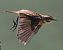 Whinchat (Saxicola rubetra) © Marco Esposito