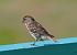 Common Linnet (Linaria cannabina) © Marco Esposito