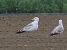 Gabbiano pontico (Larus cachinnans) © Enrico Viganò