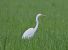 Airone bianco (Ardea alba) © Enrico Viganò