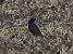 Cornacchia nera (Corvus corone) © Enrico Viganò