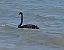 Cigno nero (Cygnus atratus) Anonimo