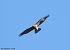 Falco pecchiaiolo (Pernis apivorus) © Gianluca Congi