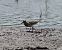 Piovanello pettorale (Calidris melanotos) © Gianluca Congi