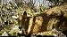 Volpe (Vulpes vulpes) © Tiziano Fiorenza (FVG)