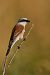 Averla piccola (Lanius collurio) © Leonardo Degl'innocenti