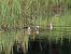 Ferruginous Duck  - Giuseppe Taverna