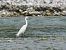 Garzetta (Egretta garzetta) © Giuseppe Taverna