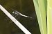 Orthetrum albistylum © Francesco Ornaghi