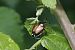 Popillia japonica © Francesco Ornaghi
