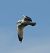 Gabbiano reale (Larus michahellis) © Walter Sassi