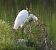 Airone bianco (Ardea alba) © Walter Sassi