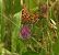 Knapweed Fritillary  - Maria Paola Girardo