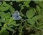 Polyommatus sp. © Maria Paola Girardo