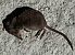 Toporagno alpino (Sorex alpinus) © Filippo Ferraioli