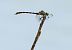 Onychogomphus forcipatus © Radames Bionda