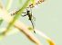 Somatochlora metallica © Radames Bionda