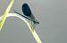 Calopteryx splendens © Radames Bionda