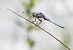 Orthetrum brunneum © Radames Bionda