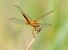 Sympetrum fonscolombei © Radames Bionda