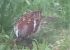 Passera oltremontana (Passer domesticus) © Annalisa Sutto