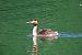 Svasso maggiore (Podiceps cristatus) © Enrico Bissardella