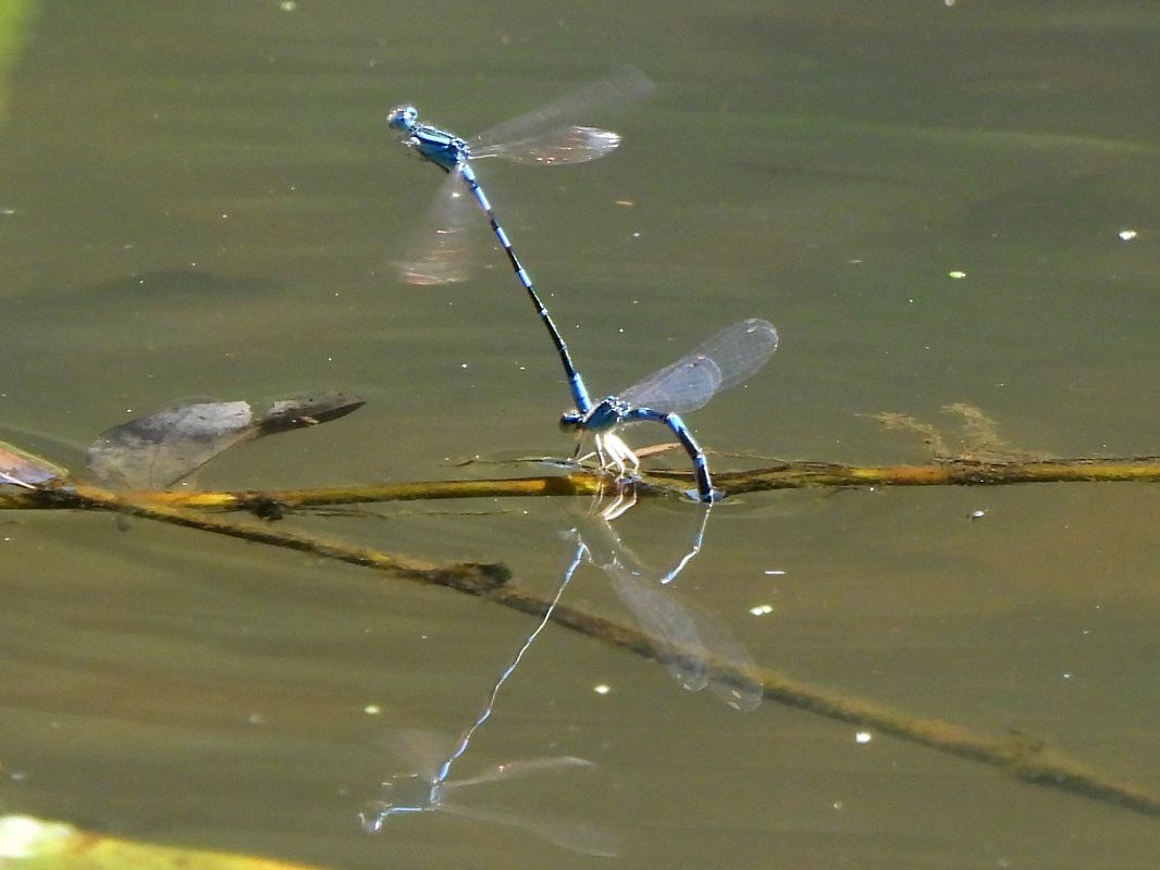 Coenagrion scitulum  - Lorenza Piretta
