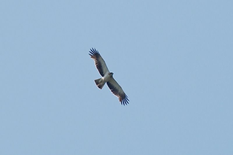 Aquila minore  - Aldo Tonelli