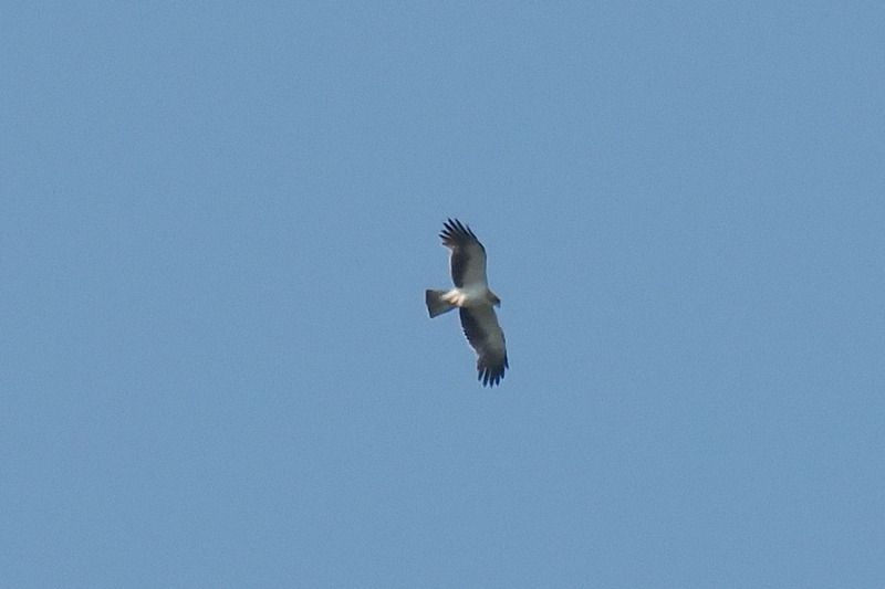 Aquila minore  - Aldo Tonelli