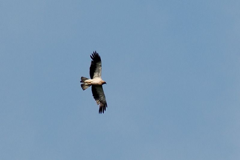 Aquila minore  - Aldo Tonelli