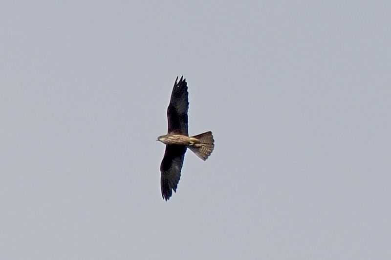 Falco della Regina  - Aldo Tonelli