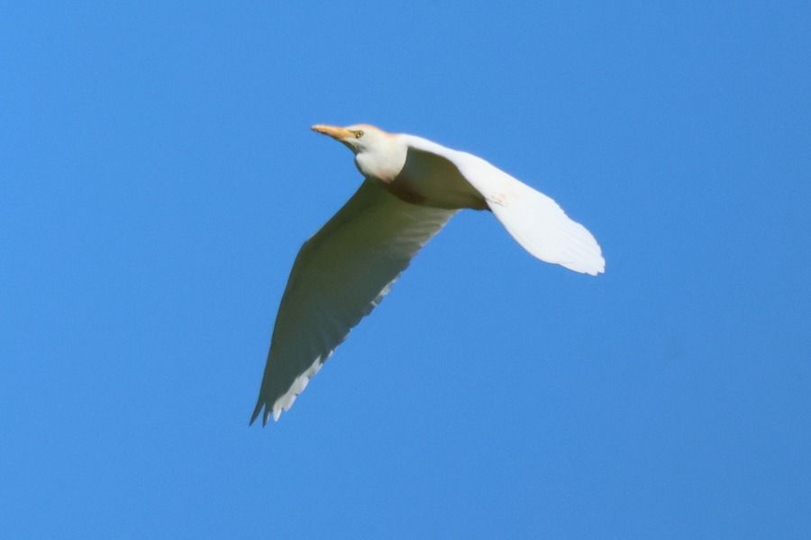 Airone guardabuoi  - Giuseppe Colombo