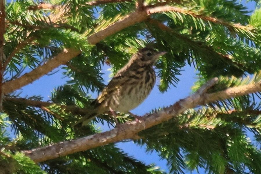 Tree Pipit  - Giuseppe Colombo