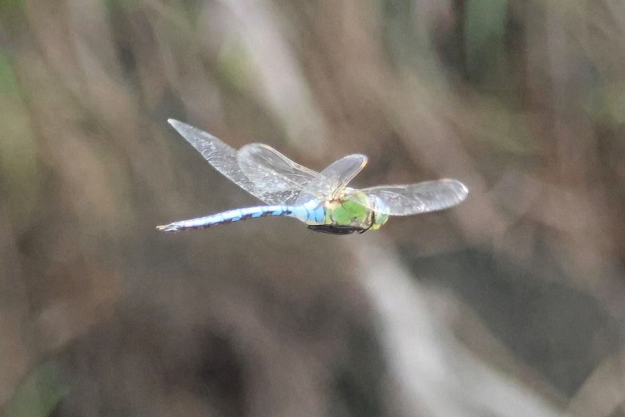 Anax imperator  - Giuseppe Colombo