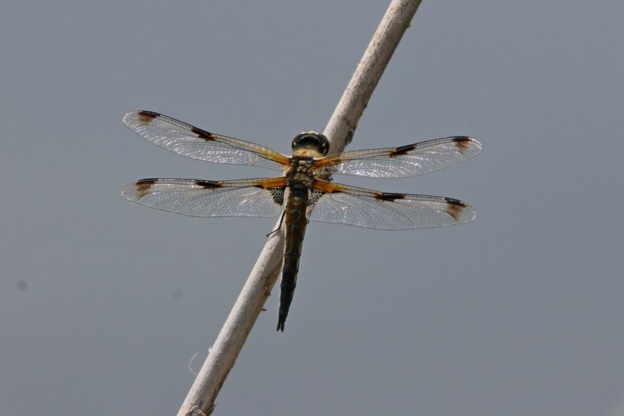 Libellula quadrimaculata  - Giuseppe Colombo