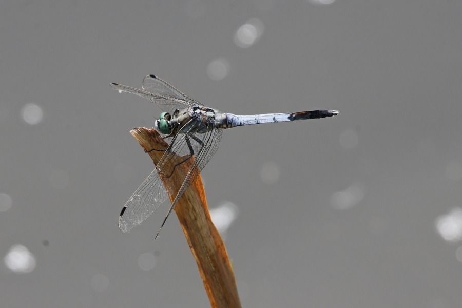 Orthetrum albistylum  - Giuseppe Colombo